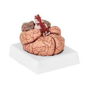 Model mozku 9 částí životní velikost - Anatomické modely physa