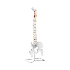 Model páteře s pánví včetně hlaviček stehenních kostí - Anatomické modely physa